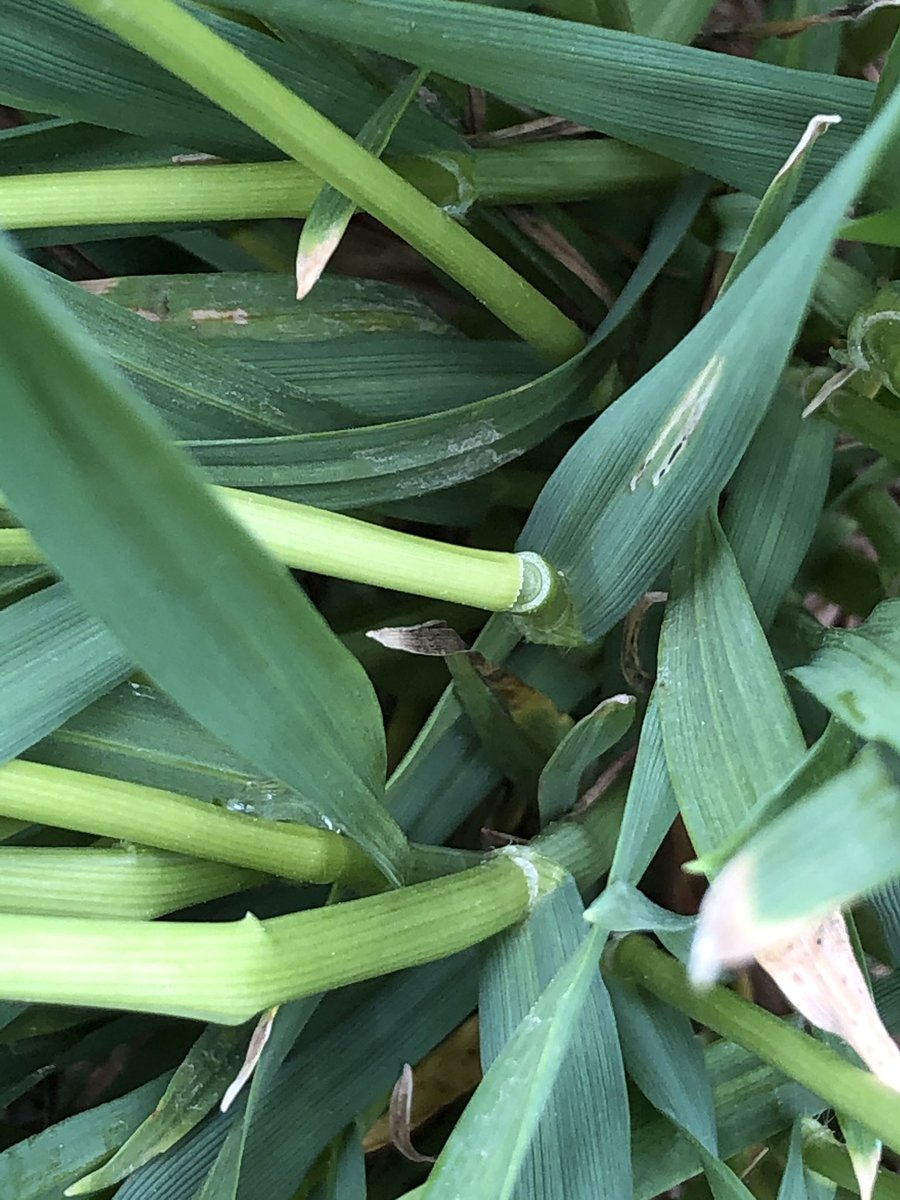Here is what wheat “brittle snap” and green crimp can look like.  Picture from Ohio.