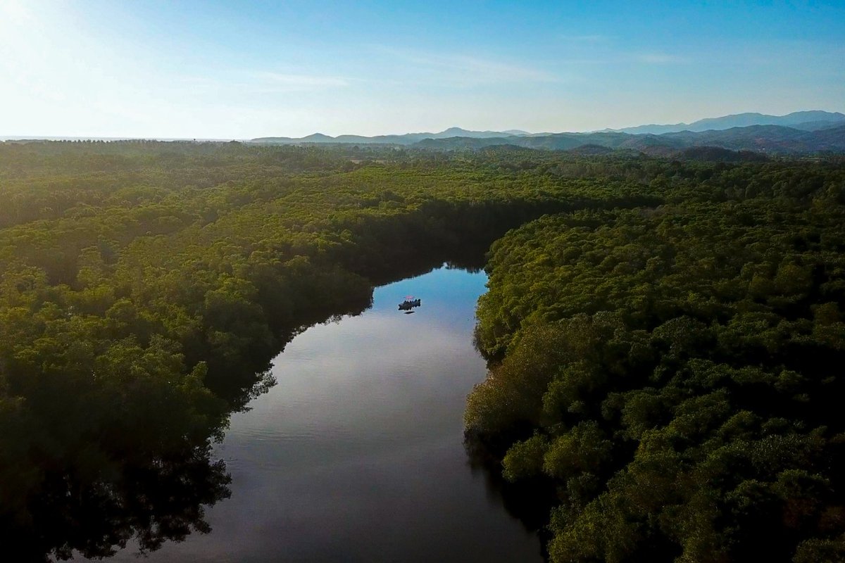JuanCRiveraC's tweet photo. Oaxaca es un paraíso terrenal lleno de bellezas naturales; la Laguna de Manialtepec, es un lugar mágico rodeado de impresionantes paisajes, en donde podrás disfrutar y admirar el avistamiento de aves, así como la riqueza de su vegetación selvática y manglares. #OaxacaLoTieneTodo https://t.co/t72Ygycvvi