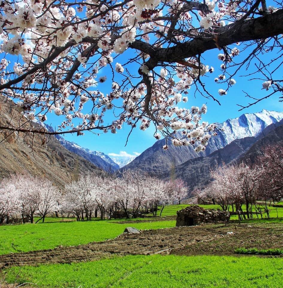 HunzaTrip's tweet photo. Kharmang Gilgit Baltistan Pakistan 🇵🇰 Kharmang Gilgit Baltistan 🇵🇰
#spring #springseason #cherryblossom #cherryblossoms #springsnow #springsnowfall #springsnowfall2021 #hunzapictures #hunzatrip #nature #naturelovers #naturelover #naturephotographer #natureshot #naturephotograph https://t.co/cO3nTuVGst
