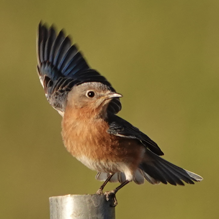 pbgrebe's tweet photo. Getting my camera arm into shape last night - camera -right hand, sled-dog-wanna-be-pup in the left. Hopefully this gorgeous Eastern Bluebird couple will be hanging out next weekend! @abqcitynature Join #TeamGES! https://t.co/sxzLBvSeKn https://t.co/OpmMSUHY7K @NMCommunityGeog https://t.co/WuKzovPjbR