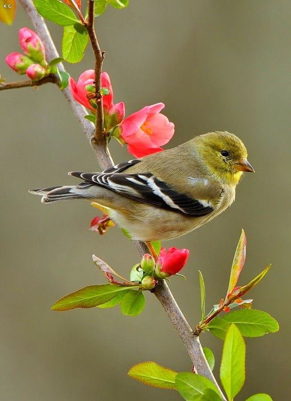 ✨🌷Learn from the birds. 💐⚡🌨️
They just sing and don't care about life. 
⚡🍃🌻Be positive.😁🙆
