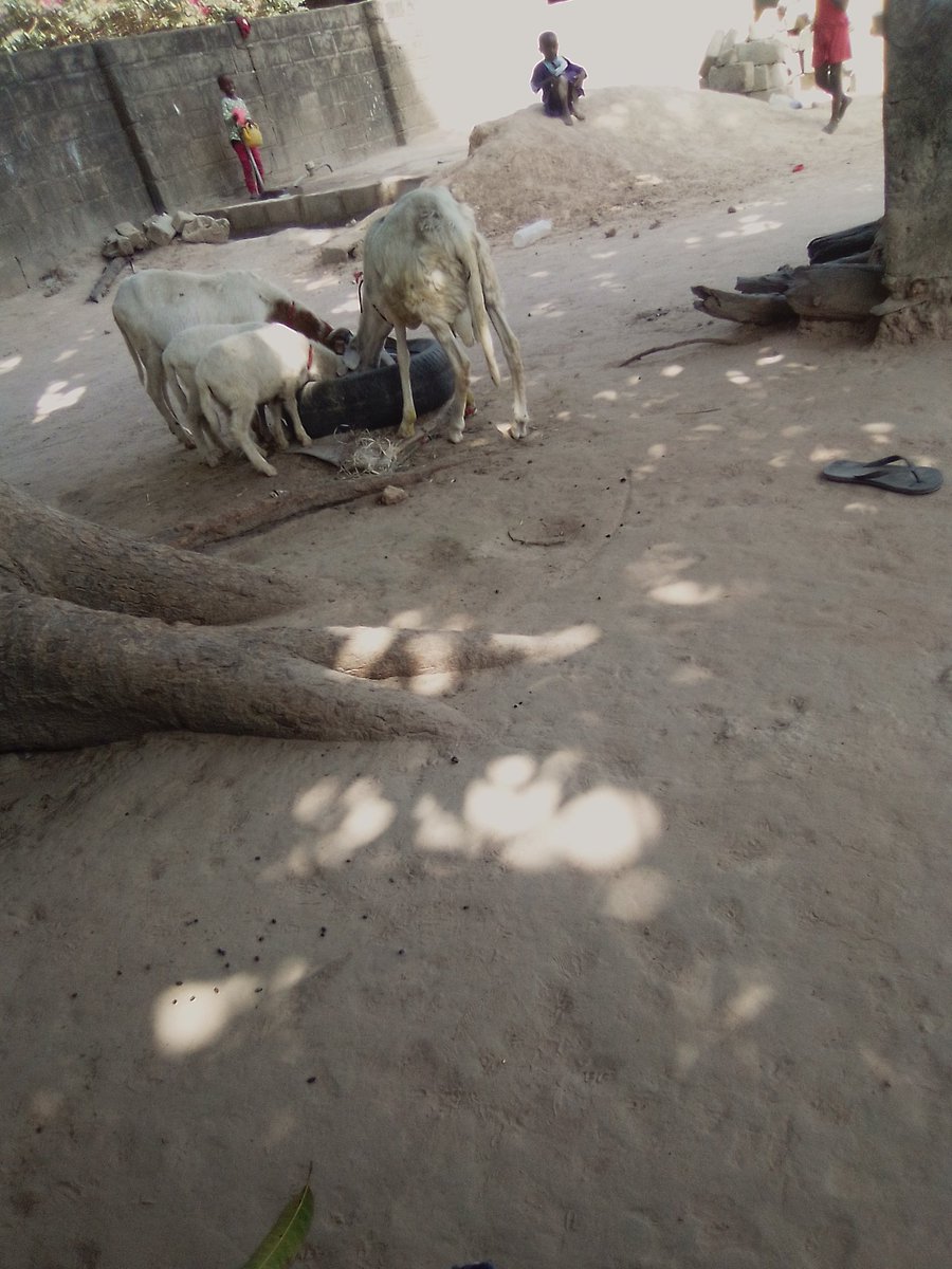 Momdou (@momdou6) on Twitter photo 