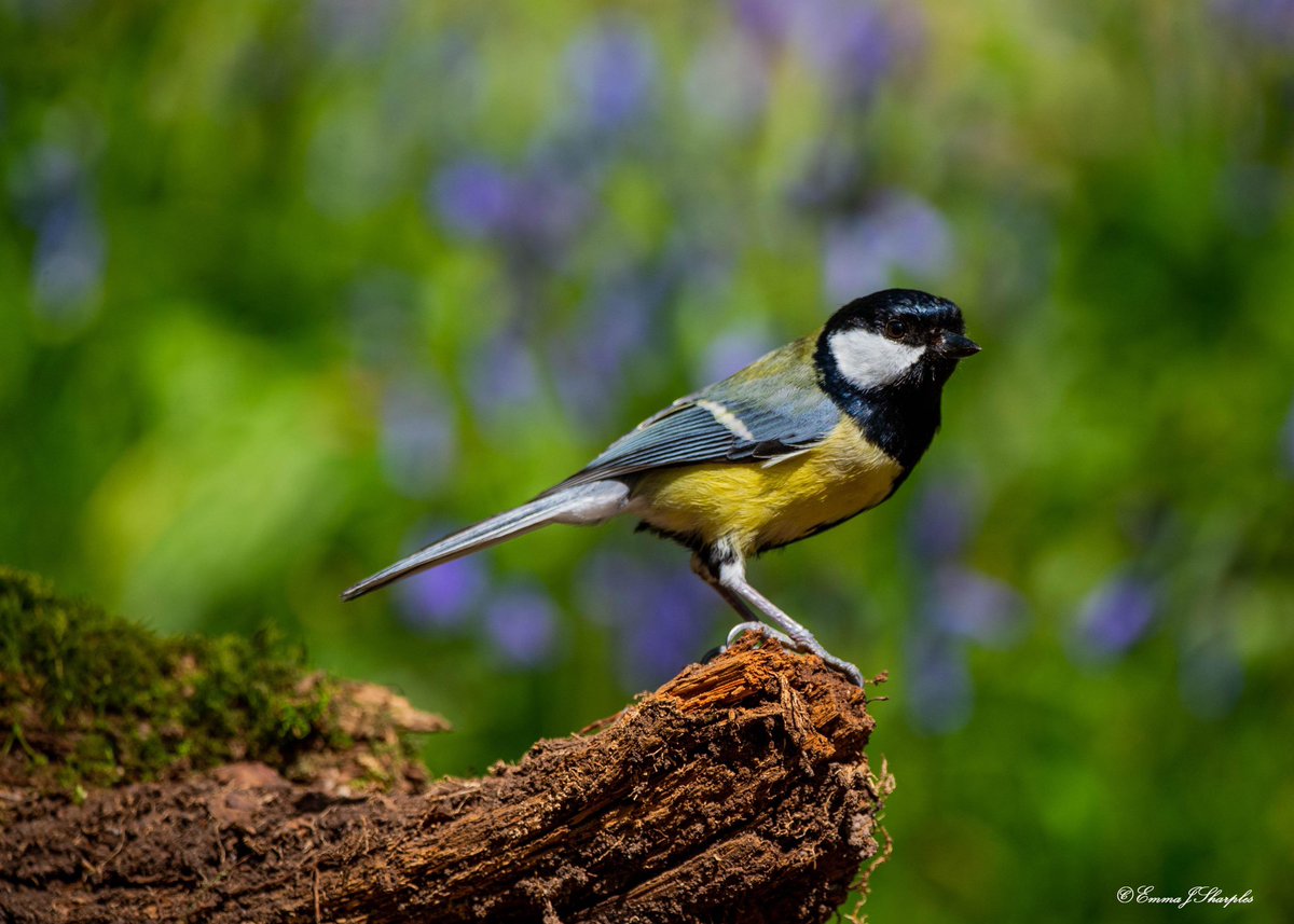 The Bluebells are out at @visitBrockholes. So pretty 💜💙
.
.
.
(#brockholes @visitBrockholes @Lancswildlife @GranadaReports @BBCNWT #lancashire #lancs #flowers #spring #photography @OwainWynEvans #preston #macro #wild #woodland #woods #birds #woodlandbirds #nature #naturephoto)