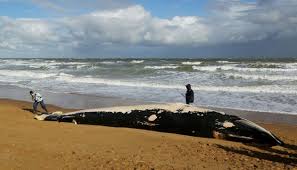 Irish waters are very important for   #nature   #whales   #dolphins   #Porpoises.The noise we make when we do seismic surveys in the sea 4 various developments can kill them, or they can be tangled in fishing gear You& #39;ve winced at the images act to prevent it   #STOPMarinePlanVotingScandal