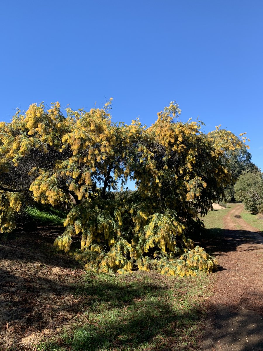 GLOBEProgram's tweet image. Hey #GLOBECommunity! If you didn’t know, we are focusing on observing trees this week. It is almost the end of the first full week of our #CommunityTreesChallenge, and we want to make sure that you are participating as much as you can! How have you been #observing trees?