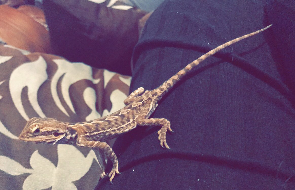 CraftyPinata's tweet image. He gettin BIG. 🐉

Lil comparison pic to when I first got him. 👀