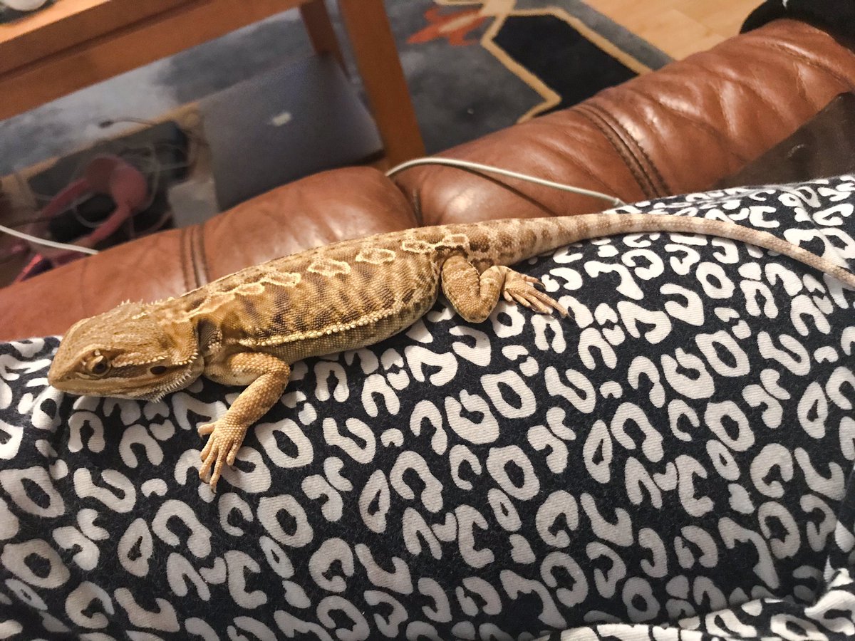 CraftyPinata's tweet image. He gettin BIG. 🐉

Lil comparison pic to when I first got him. 👀