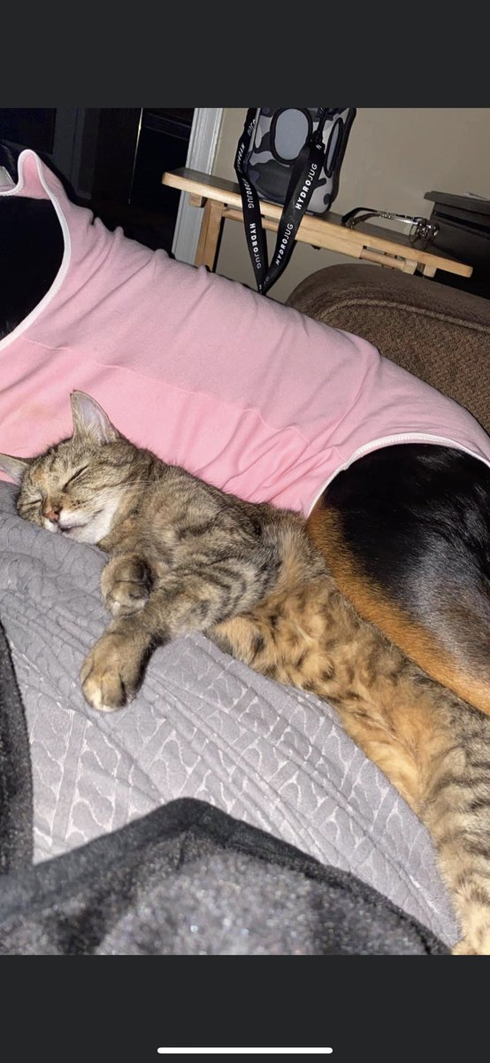 HELP! My baby girl is still missing😓 keep an eye out in Pasadena (fort Smallwood rd, whites cove rd) area. She needs meds and is getting old🥺❤️ she is super sweet and I am scared someone might have taken her into their own home trying to help her... ask around !