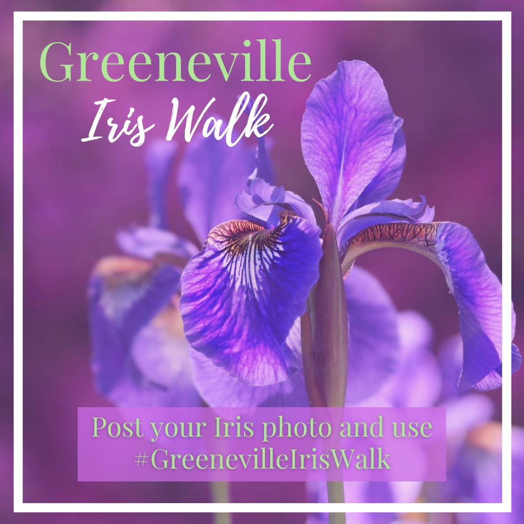 In preparation for the Iris Festival, we invite you to walk around your yard or neighborhood and take photos of those iris in bloom 💐 Post your photo with #greenevilleiriswalk and tag our page so we can see them. We look forward to going on this walk with you! 🤗