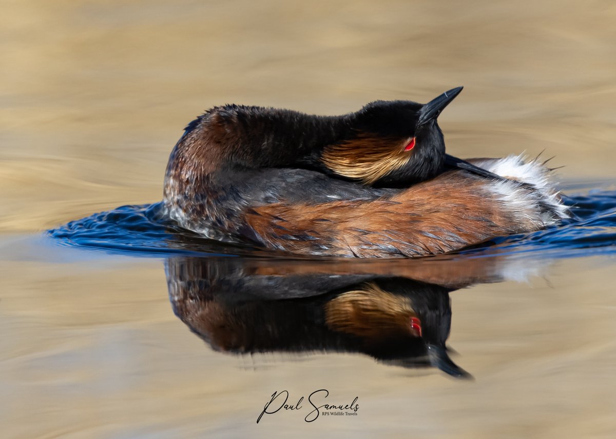 Black-necked Grebe...SwillyIngs this morning. Two famous bird men in one day...wow 🙏 @OW_Photography & @paulmiguelphoto....some day I'll be famous 😉  @Natures_Voice