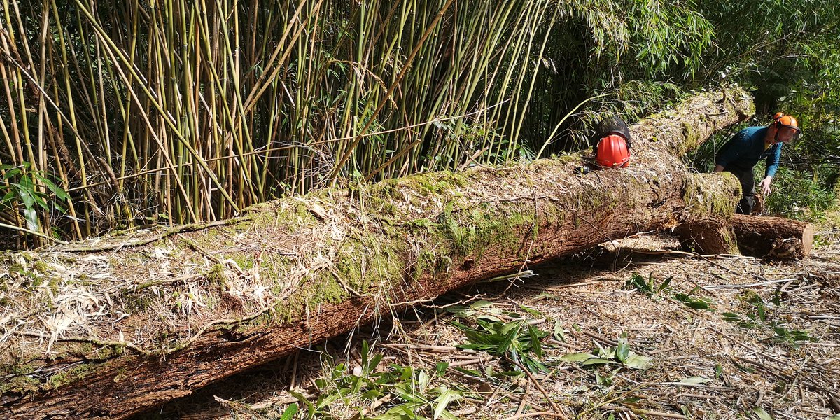 Killarney Saw Milling (@goureen2020) on Twitter photo Lovely oak which fell in a storm about 10 years ago at Derreen Garden <a href="/derreen2/">@Strongwesterlies</a> in Lauragh. Sapwood totally decayed but heartwood perfect. Very straight tight grain. Began quartersawing today for local oak whisky casks for <a href="/Killarneydistil/">Killarney Distillery</a>. Lovely oak which fell in a storm about 10 years ago at Derreen Garden <a href="/derreen2/">@Strongwesterlies</a> in Lauragh. Sapwood totally decayed but heartwood perfect. Very straight tight grain. Began quartersawing today for local oak whisky casks for <a href="/Killarneydistil/">Killarney Distillery</a>.