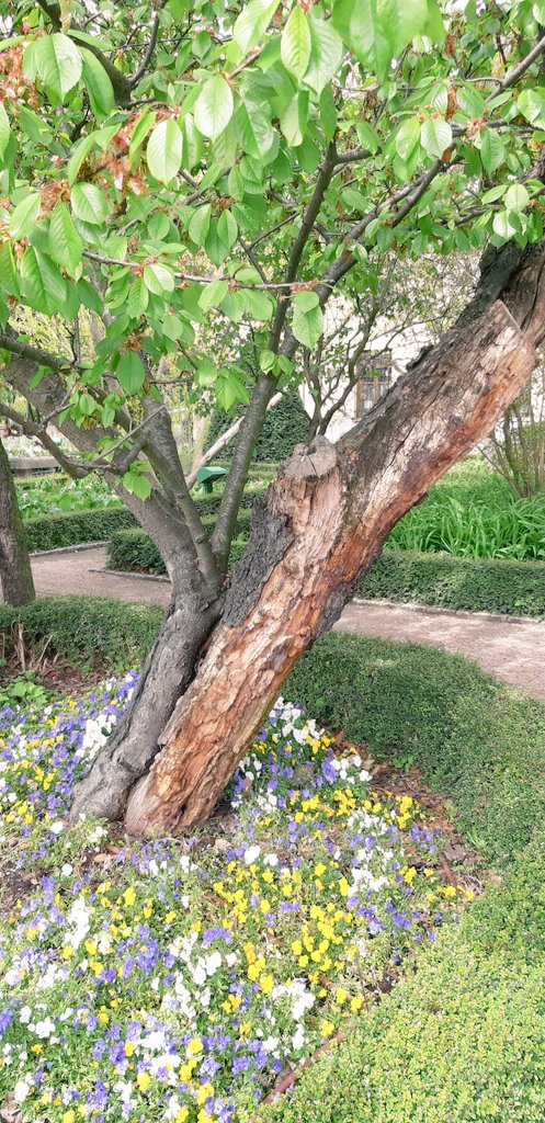 claraedin's tweet photo. Hoy he estado en el Hueto de Calisto y Melibea observando microhabitats🧐🤓 #influencereducativo #DCSUVA #EstrategiasCCSS #edinfantil https://t.co/6D9S5L0XQv