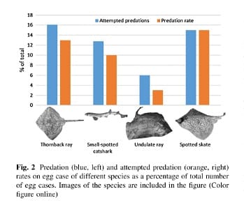 Dutch Shark Society tweet media