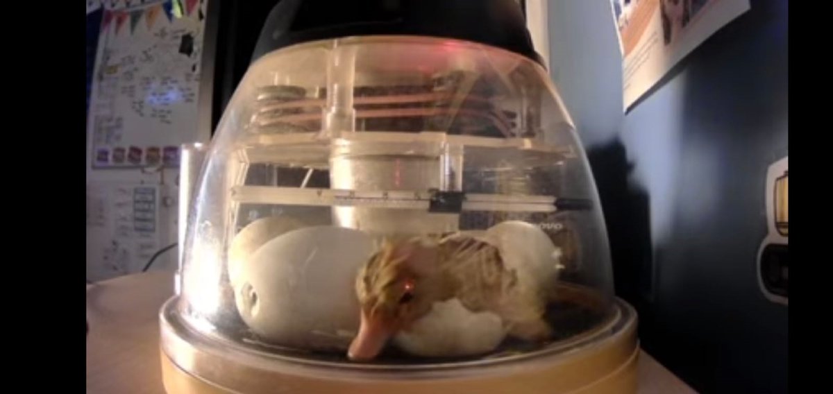 OGSPrimary's tweet photo. There was much eggcitement last night as Duck Cam 2021 captured our first duckling hatching.  Staff and children have enjoyed getting to know Wallace the duck in school today. Look how much he has changed in 18 hours! https://t.co/vwmd9O8zyR