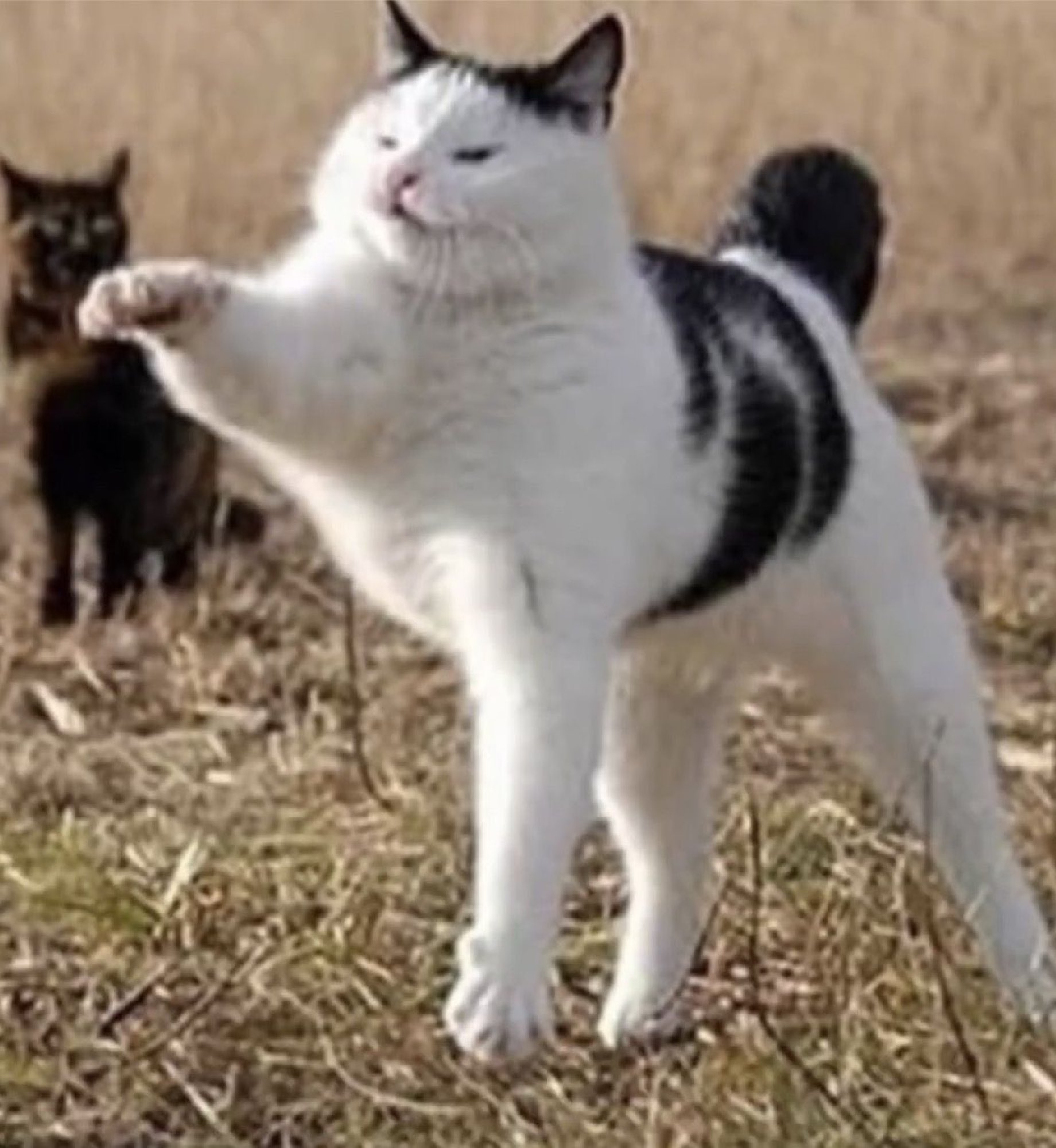 Смешной кот идёт