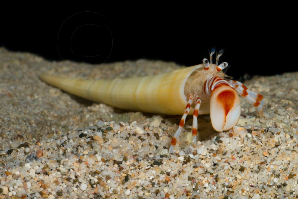 Un ermitaño que usa las conchas de marfil es Pylopagurus discoidalis, que vive en el Atlántico O, Golfo de México y Caribe. Con una gran asimetría, usa su pinza derecha para tapar la entrada de su concha (Barry Brown,  @OceanPortal)