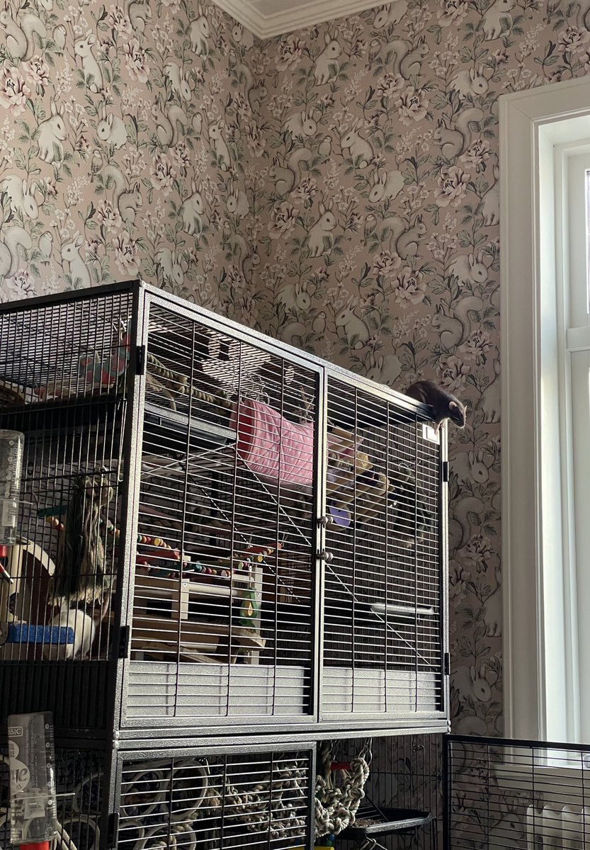 💗IamSanna💗 on Twitter "I have always wanted my babies to have their