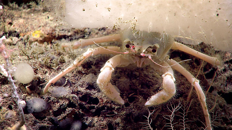 Además de moluscos, los ermitaños pueden usar los cuerpos de otros animales como refugio y llevarlos a cuestas: esponjas, corales, tunicados, etc. En ocasiones alguno de estos animales crece sobre una concha original y la disuelve ( https://doi.org/10.1371/journal.pone.0184311,  @oceanexplorer)