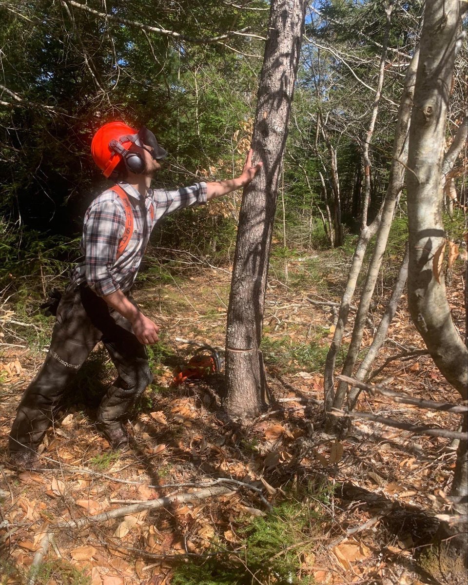 DesignPointEng's tweet image. A beautiful day spent cutting line! Not pictured: the 13 ticks our surveyor found on him at the end of the day...