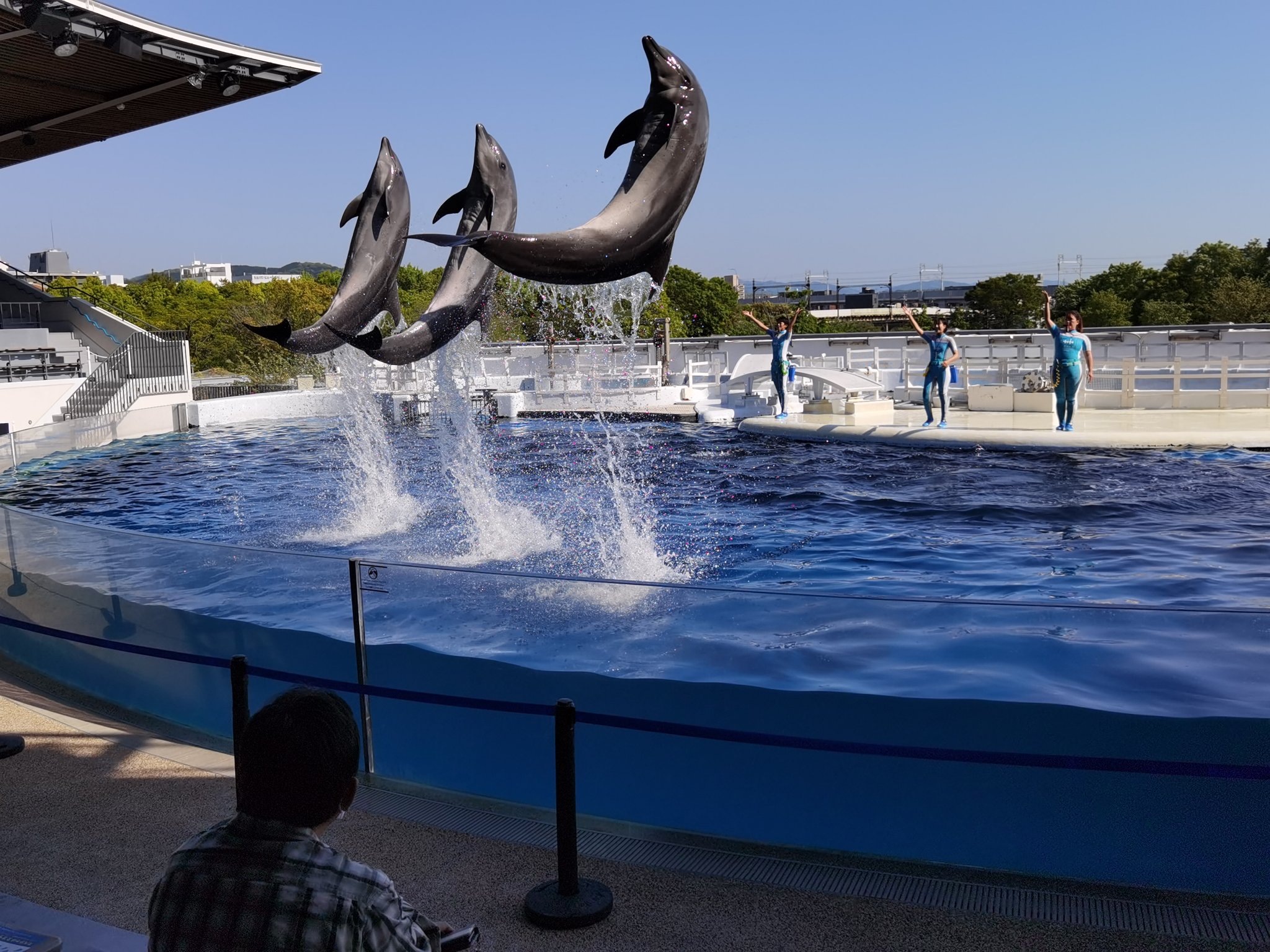 たのうえ 京都水族館 イルカショー イルカ 京都水族館 T Co Liouqvzfpi Twitter