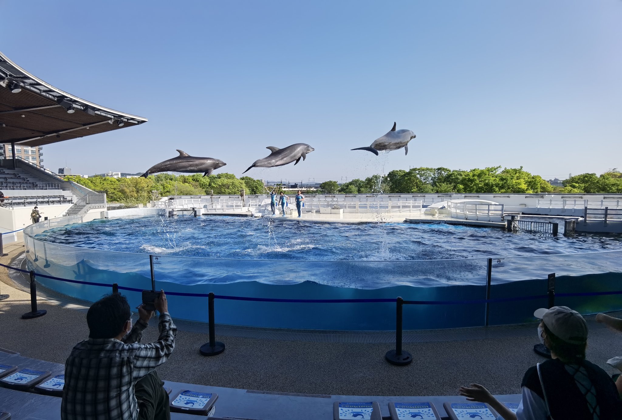 たのうえ 京都水族館 イルカショー イルカ 京都水族館 T Co Liouqvzfpi Twitter