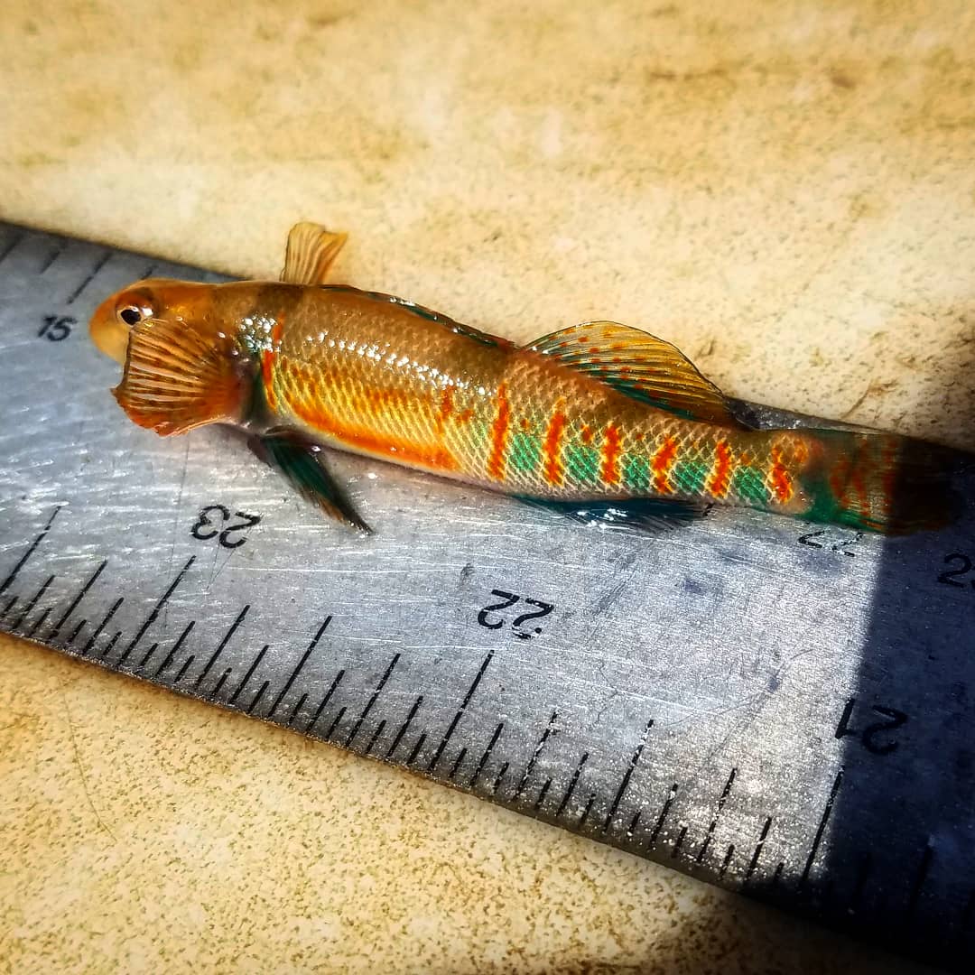 riverrat090's tweet photo. For most fish spring is for loving! Since it takes two to tango here is a gorgeous pair of Missouri Saddled Darter I photographed this week from the Niangua River, MO. As with most darter species the male displays bright spawning colors to attract the females. #fishesofmissouri https://t.co/pohutWEEW1