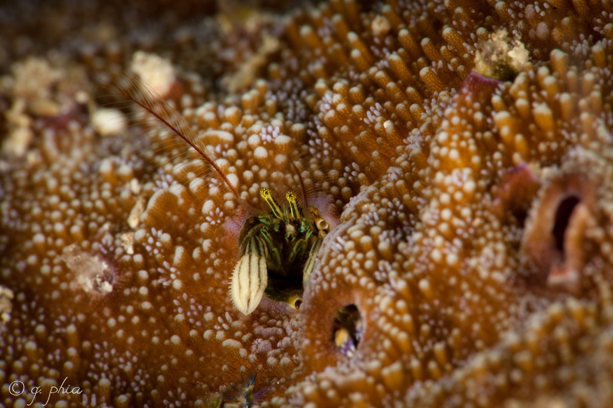 Unos pocos ermitaños tienen el hábito particular de vivir en tubos creados por gusanos en corales, como los cangrejos del género Paguritta; a diferencia de otros ermitaños son sedentarios, viviendo sin desplazarse fuera de su tubo ( Q phia, Rickard Zerpe)