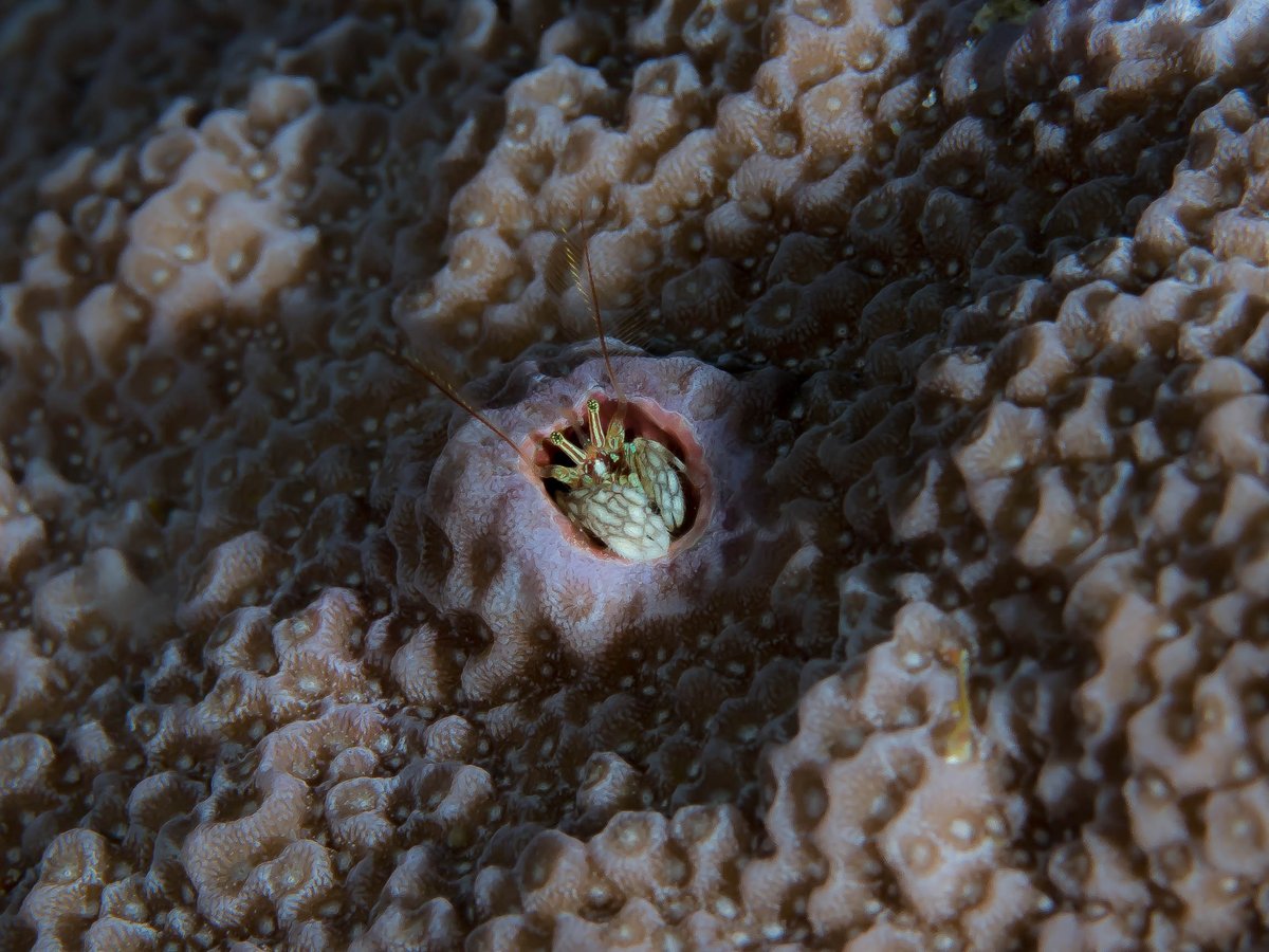 Unos pocos ermitaños tienen el hábito particular de vivir en tubos creados por gusanos en corales, como los cangrejos del género Paguritta; a diferencia de otros ermitaños son sedentarios, viviendo sin desplazarse fuera de su tubo ( Q phia, Rickard Zerpe)