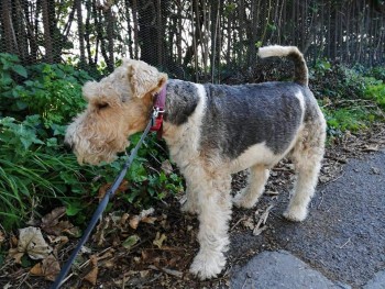 Please retweet to help find Flash stolen from #WENVOE #CARDIFF🏴󠁧󠁢󠁷󠁬󠁳󠁿

Have you seen Flash, adult male Fox Terrier,  stolen 11 NOV 2020, he's microchipped and has distinctive markings Broken heart PLEASE LOOK OUT FOR HIM? 👀

doglost.co.uk/dog-blog.php?d…
#dogs #terrier #pets #UK #England