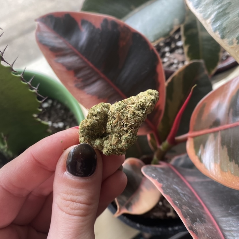Cannamazoo_420's tweet photo. This golden ticket bud is so pretty and chalked full of kief! 

 #michigents #mmmp #yourdispensary #stickybud #premiumbud #medicalmarijuana #cannabiscommunity #cannabisindustry #cannabissociety #highsociety #thc #cbd #michiganmeds #trichomes #terpenes #sativavsindica https://t.co/qf5xHazzHv
