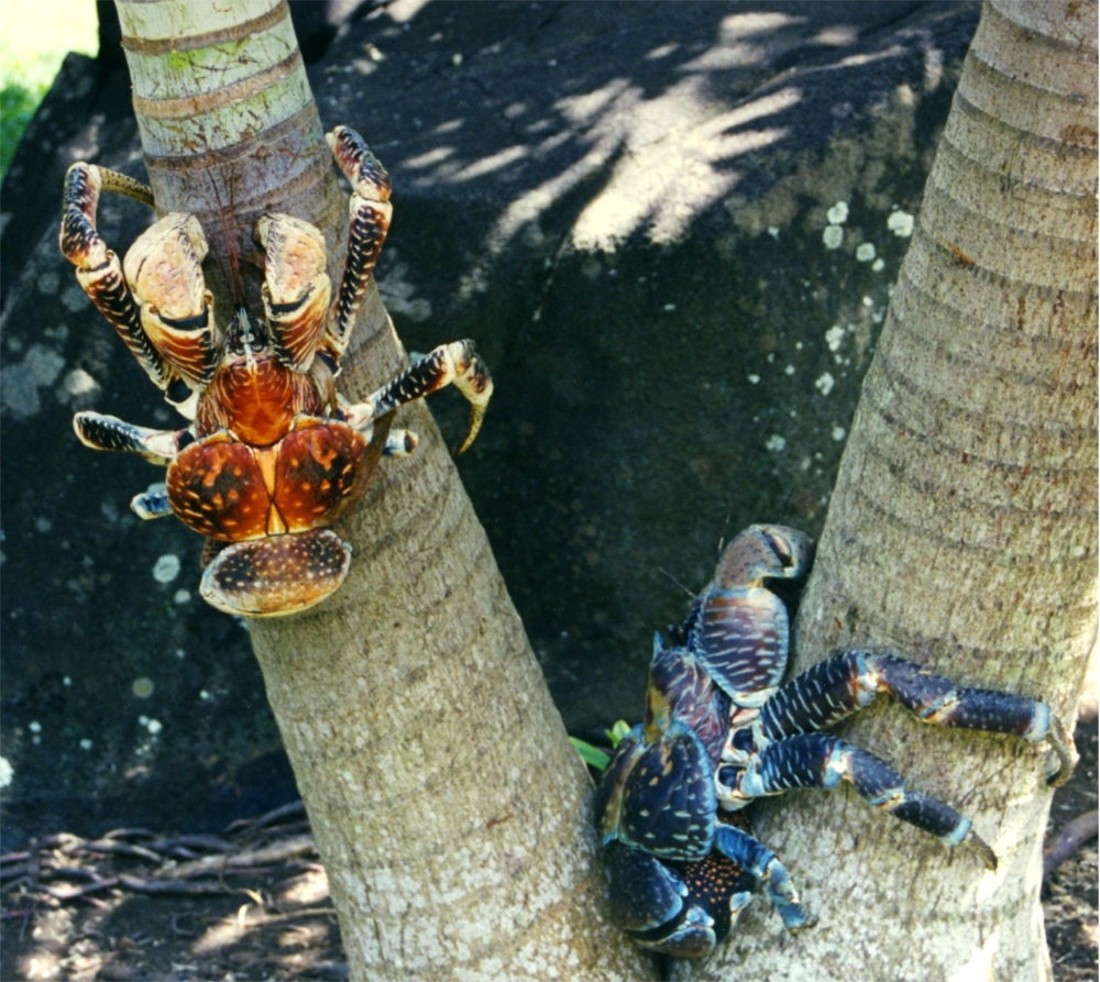 También existe el caso de un ermitaño que no lleva concha. El cangrejo de los cocoteros (Birgus latro) es un ermitaño gigante de hábitos terrestres, cuyo cuerpo está endurecido y no requiere concha en la edad adulta (John Tann, Broken Inaglory)