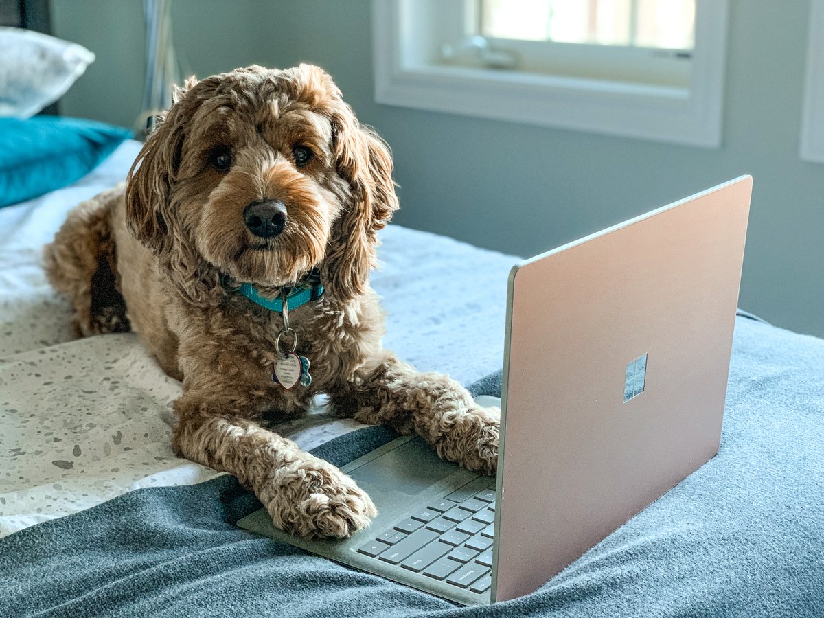 mathangimaya's tweet photo. @Microsoft Hello from Leo! https://t.co/zBsUyar09U