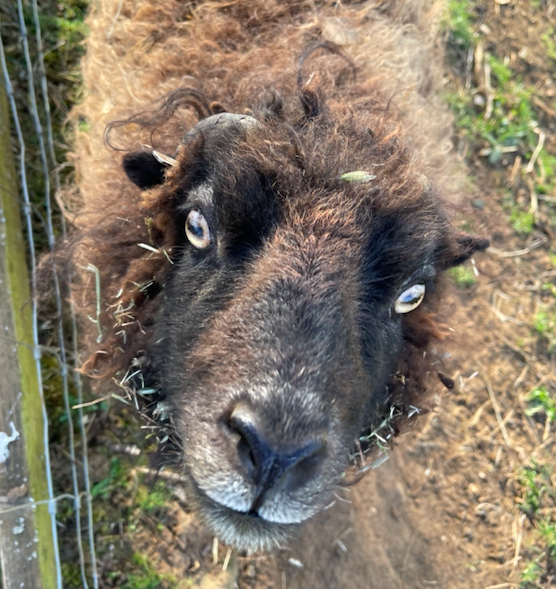 Look at this face! 🐑🐑🐑.. If you're stuck at home this weekend and looking to get out of the house and get some fresh air come down to our Brampton store to say hi to this fella! #shoplocal