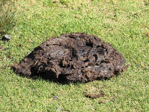 This cow shit has been on the ground for maybe 12-24 hours and is starting to dry out. Also this pasture is overgrazed, but I digress. At this stage and the one above, it is a biohazard.