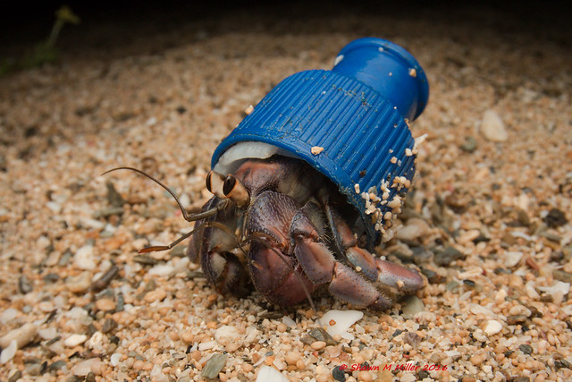Por último, es importante comentar un hábito reciente de los ermitaños: hoy en día, hay muchos cangrejos que usan basura humana como refugio: plásticos, latas o incluso bombillas pueden ser usadas por los ermitaños (Shawn Miller, Nina Finley)