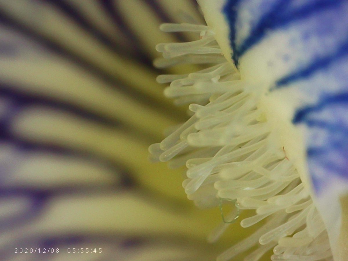 1000_stuff's tweet image. Small white violet x1000