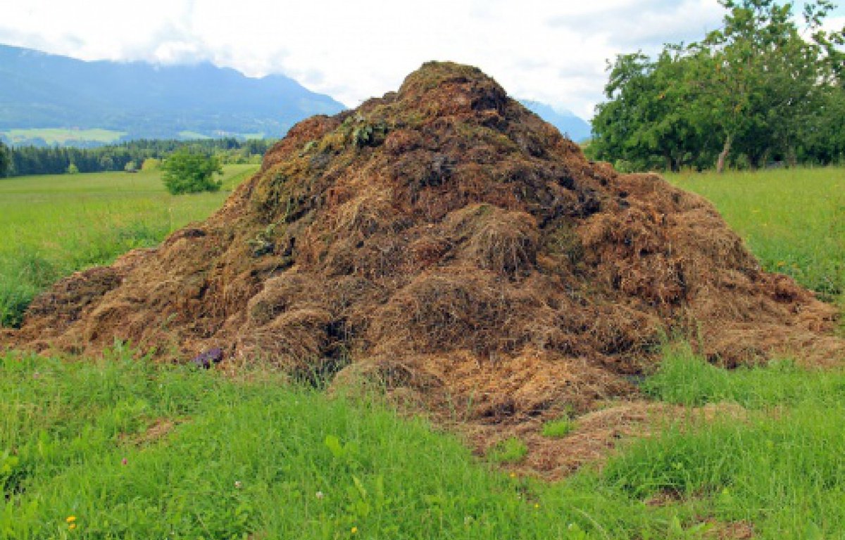 One way farmers manage manure is by putting it in very large piles like these, along with the waste hay and bedding from the cows. These are fucking enormous hot compost piles is what they are.