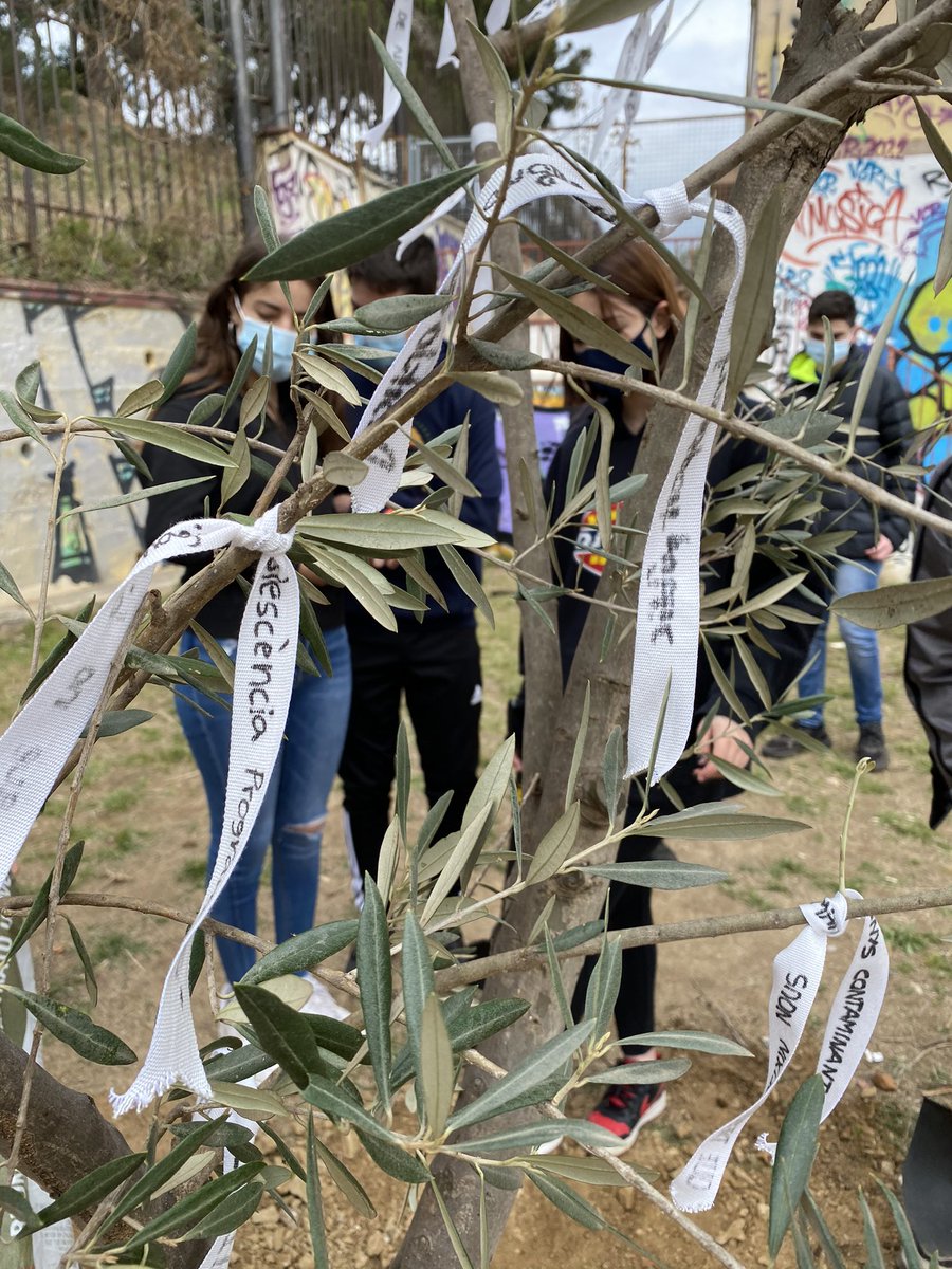 InstitutGoya's tweet photo. Hem plantat una olivera, arbre mediterrani símbol de pau,força i renaixement, emmarcant l’inici del nostre projecte Erasmus+ Els instituts dels països participants han plantat un arbre com a compromís amb el medi ambient 🌳 🇪🇺 #epluscatedu #erasmusplus @sepie_gob @consorciedubcn https://t.co/EDHicxk5I9