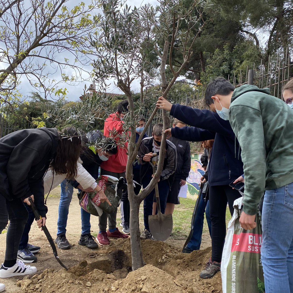 InstitutGoya's tweet photo. Hem plantat una olivera, arbre mediterrani símbol de pau,força i renaixement, emmarcant l’inici del nostre projecte Erasmus+ Els instituts dels països participants han plantat un arbre com a compromís amb el medi ambient 🌳 🇪🇺 #epluscatedu #erasmusplus @sepie_gob @consorciedubcn https://t.co/EDHicxk5I9