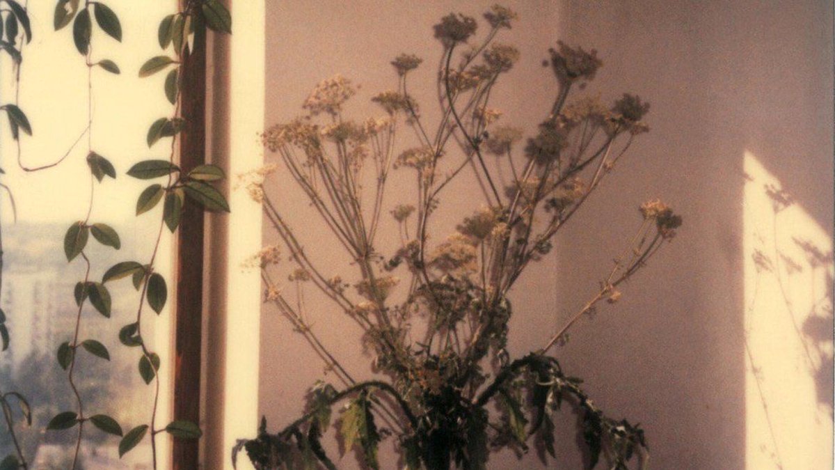 lilymeowmeow tweet media