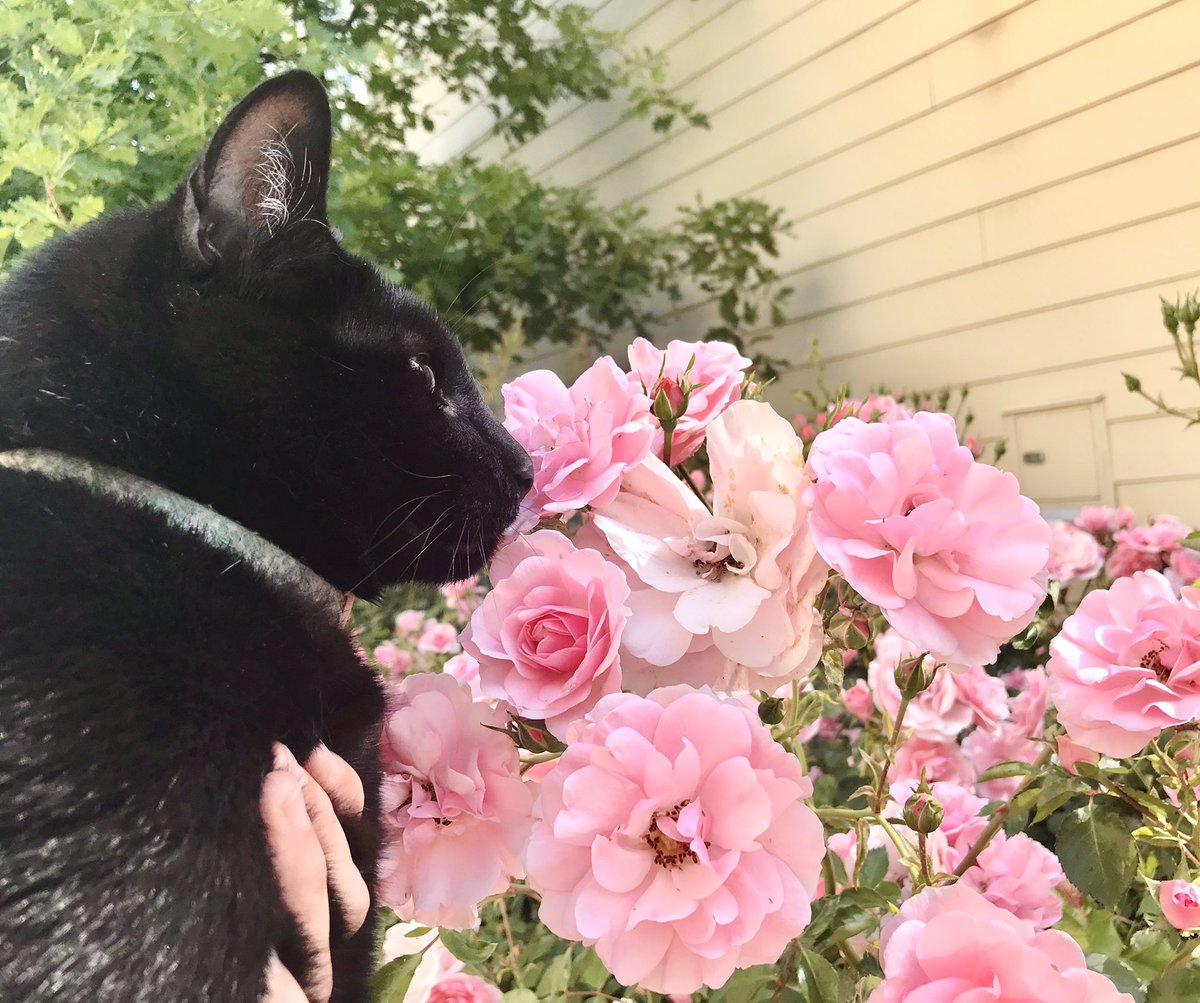 tatl_tail's tweet photo. Angel stops to smell the roses 🌹 
(With a little help)

#cute #precious #Angel #roses #cats #chill #kitty #spring https://t.co/165w9J17wf