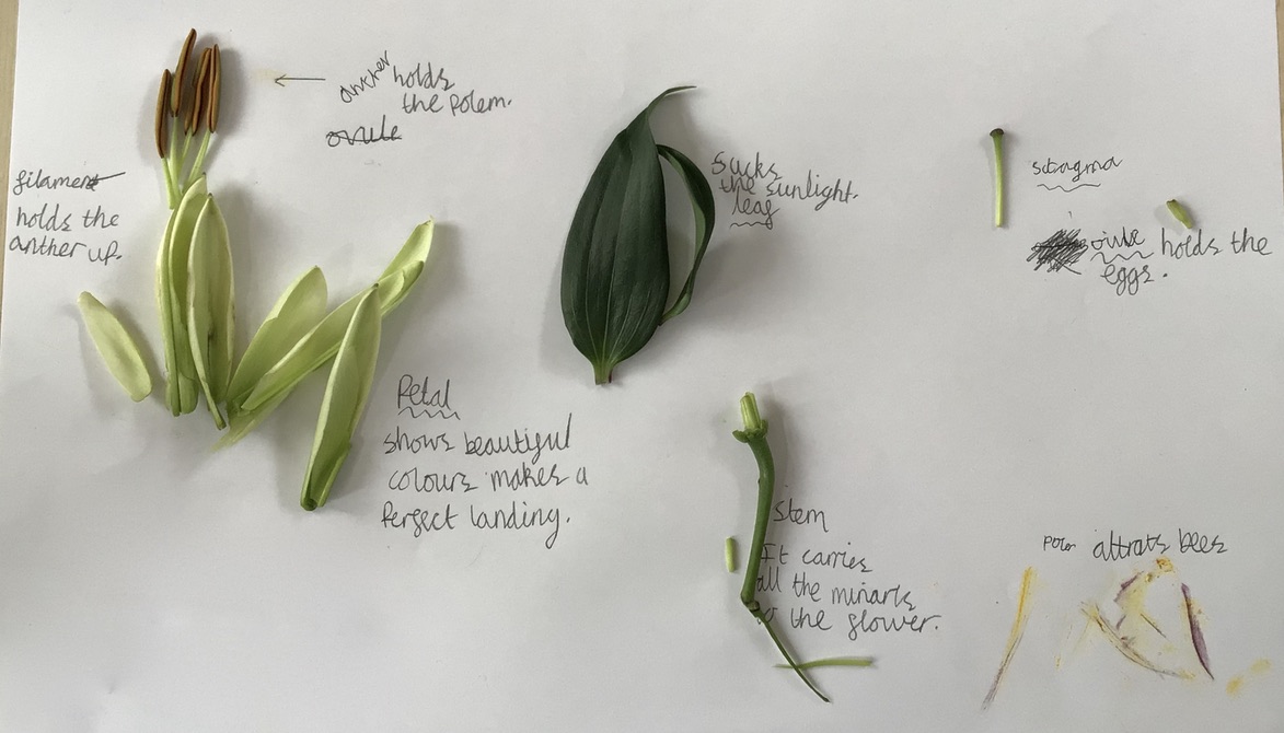 SomerdaleET's tweet photo. Leopard class have been exploring the different parts of a plant this week. We loved dissecting some flowers to identify the different parts inside, especially the pollen! 

#wearescientists #year3 #flowerdissection https://t.co/FDNJDpIhlR