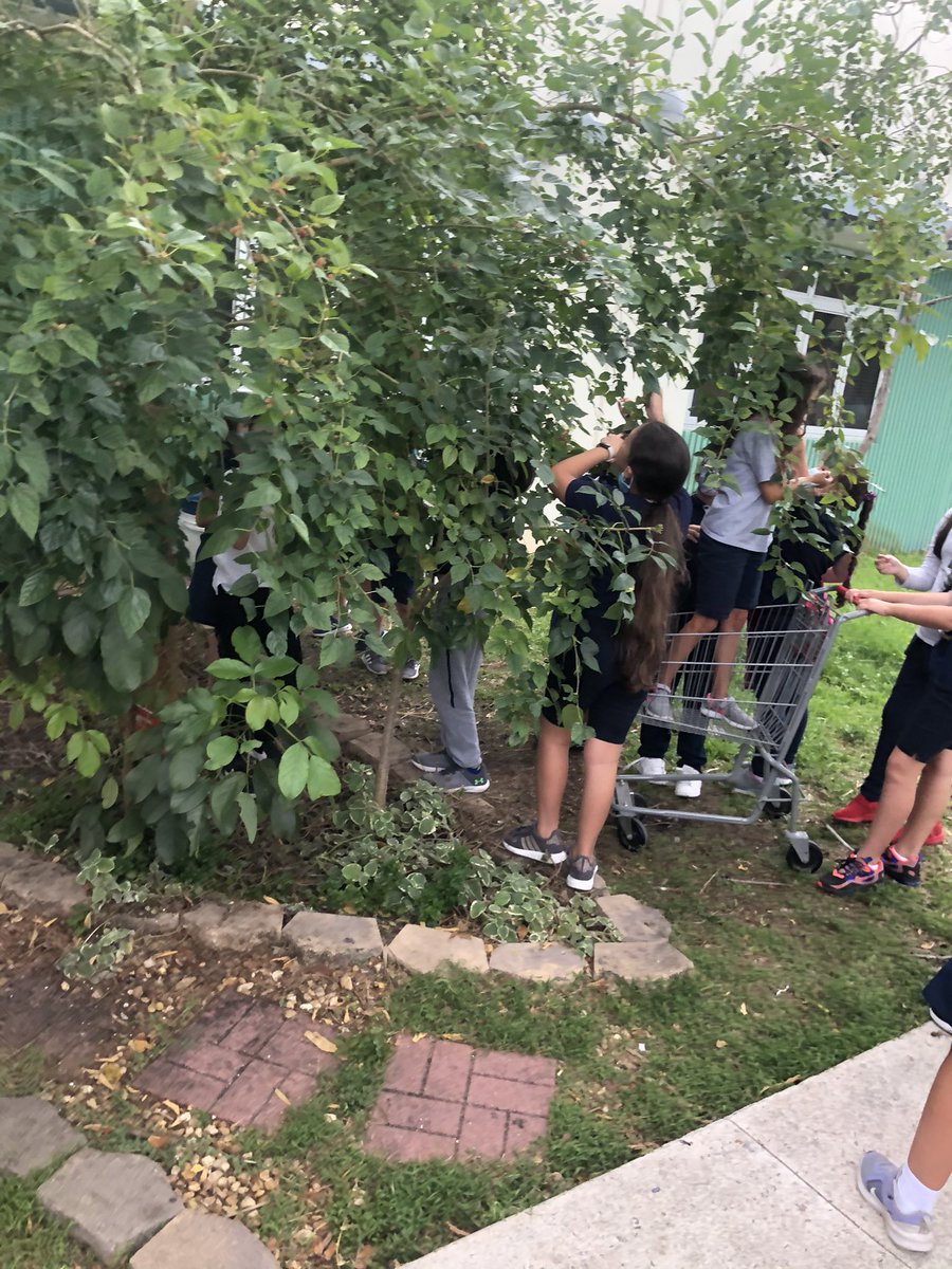 JuankyDiaz's tweet photo. Having the #msostudents visit the @EducationFund @cpe_prek #foodforrest #lunadiaz #thirdgrade #3rdgrade @CoralParkElemS #cpe #coralparkelementary https://t.co/43v1tlOJ2W