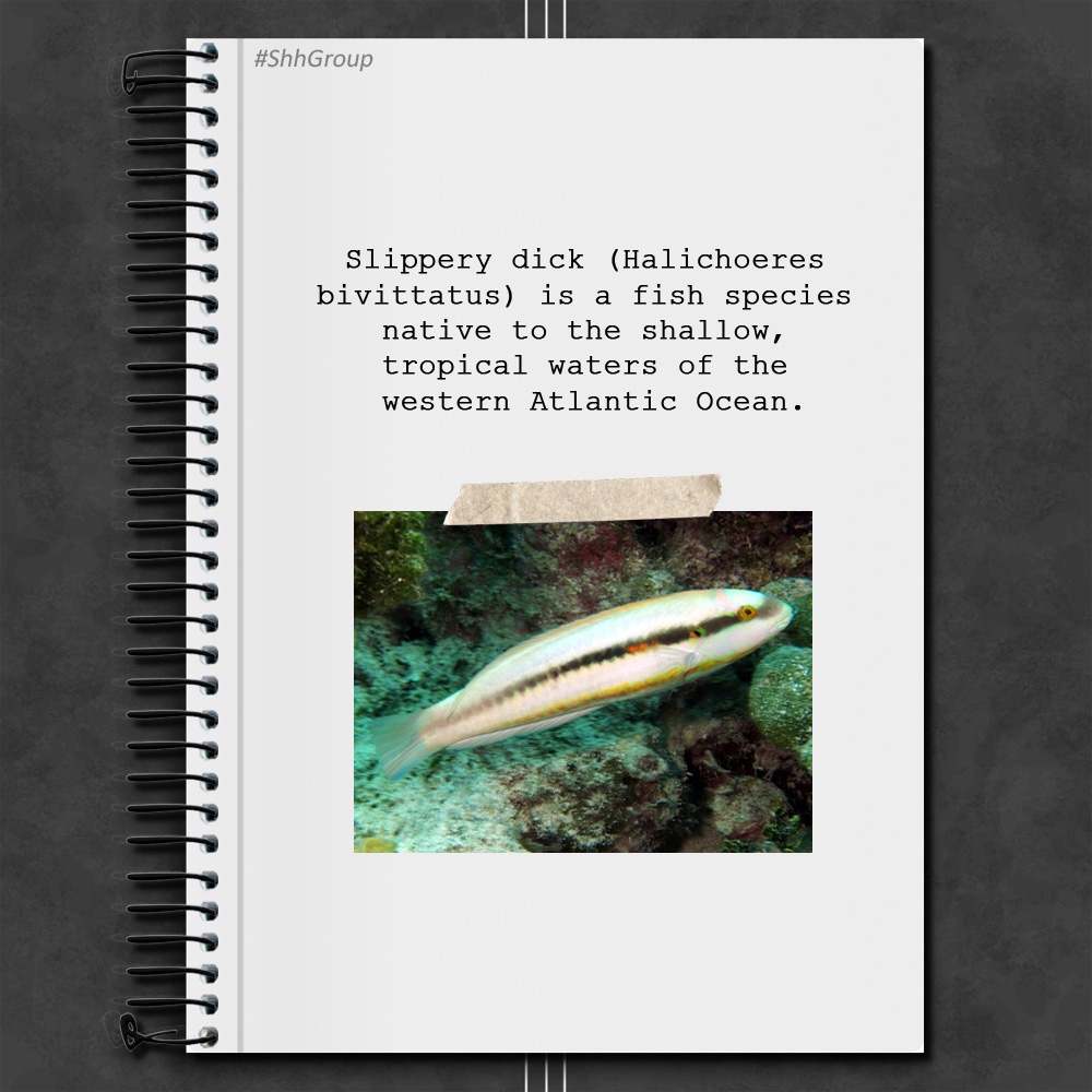 #NationalHumorMonth #FunFact⁣
 'I'd like to order one slippery dick please.'🐟⁣
⁣
⁣#ShhGroup #BookClub #RomanceBookClub #BooksAreLife #FunFactFriday