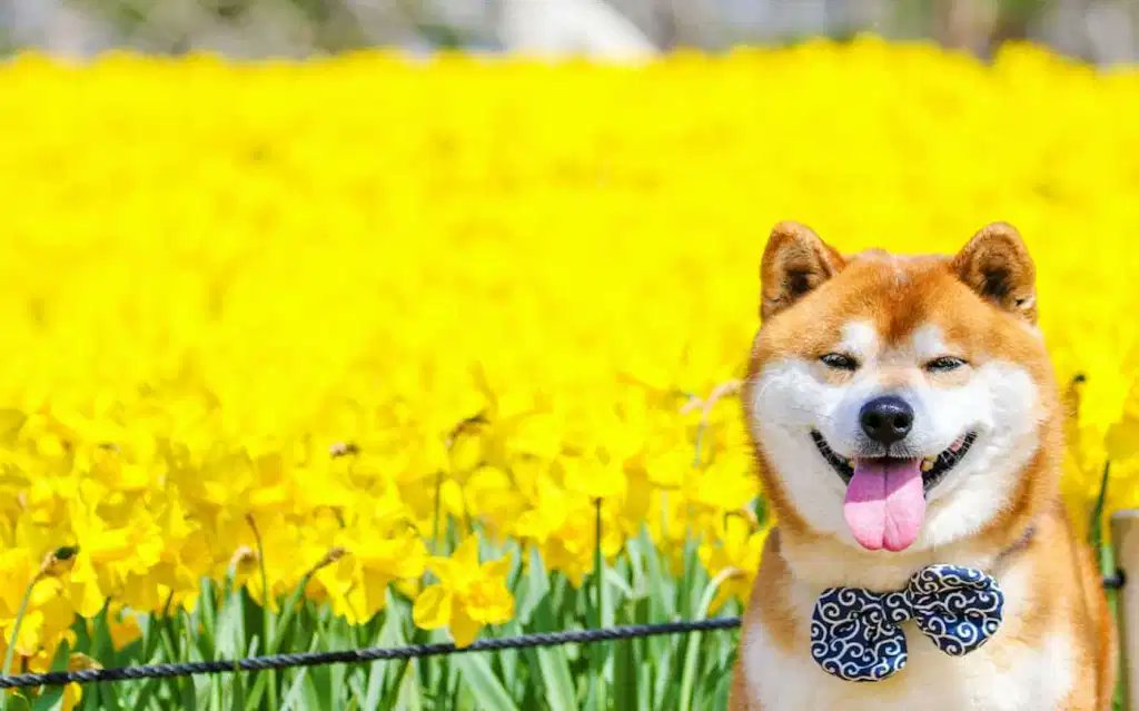 wolfofwallst's tweet image. I am NOT a financial advisor. @SECNetwork