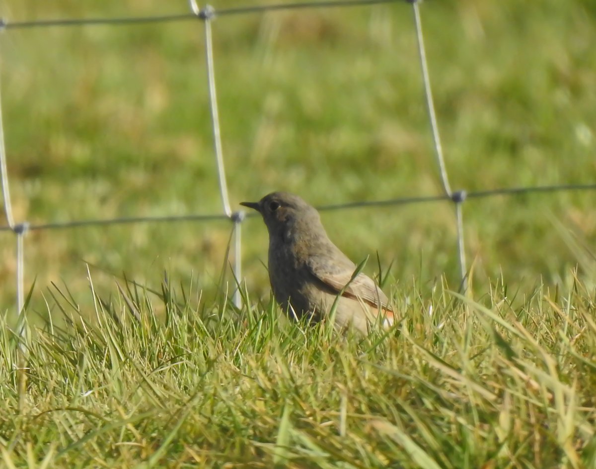 Redstart I think? Common or black? Yet another field first. Doing well this year! 
<a href="/LeicsWildlife/">Leicestershire & Rutland Wildlife Trust</a> @LROSbirds <a href="/_BTO/">BTO</a> <a href="/Britnatureguide/">The British Nature Guide</a> <a href="/BBCSpringwatch/">BBC Springwatch</a> <a href="/Natures_Voice/">RSPB</a> <a href="/Team4Nature/">Team4Nature</a> <a href="/rutlandonline/">rutlandonline</a> #wildlife #wildbirds #birds #wildbirdsuk #britishbirds