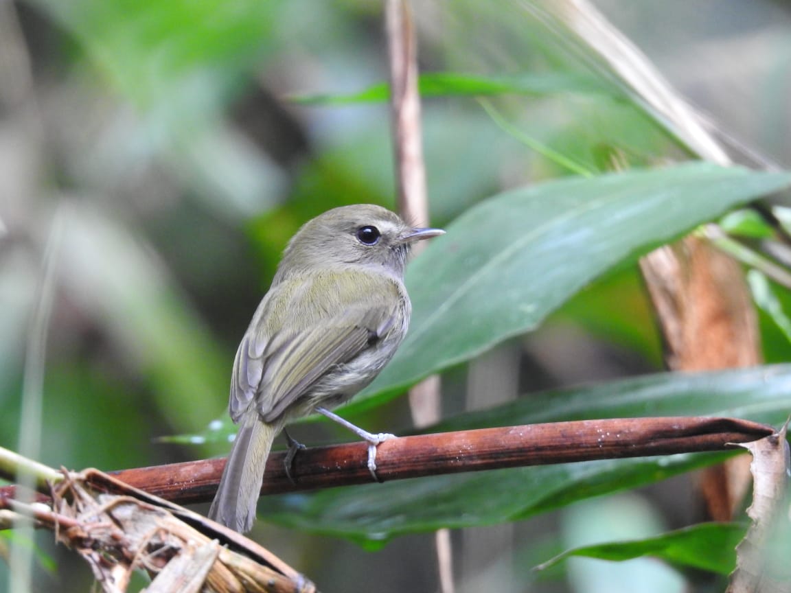 New on Wing Beat: <a href="/AdrianaCAcero/">AdrianaAcero</a> &amp; <a href="/CoelhoMaldonado/">Marcos Maldonado Coelho</a> evaluate vocal &amp; genetic data to reveal evolutionary enigmas in song of Drab-breasted Bamboo Tyrant, a #neotropical #insectivorous Brazilian rainforest bird 📸 Breves, L.A. (2020)–ornithos.com.br americanornithology.org/revealing-evol…
