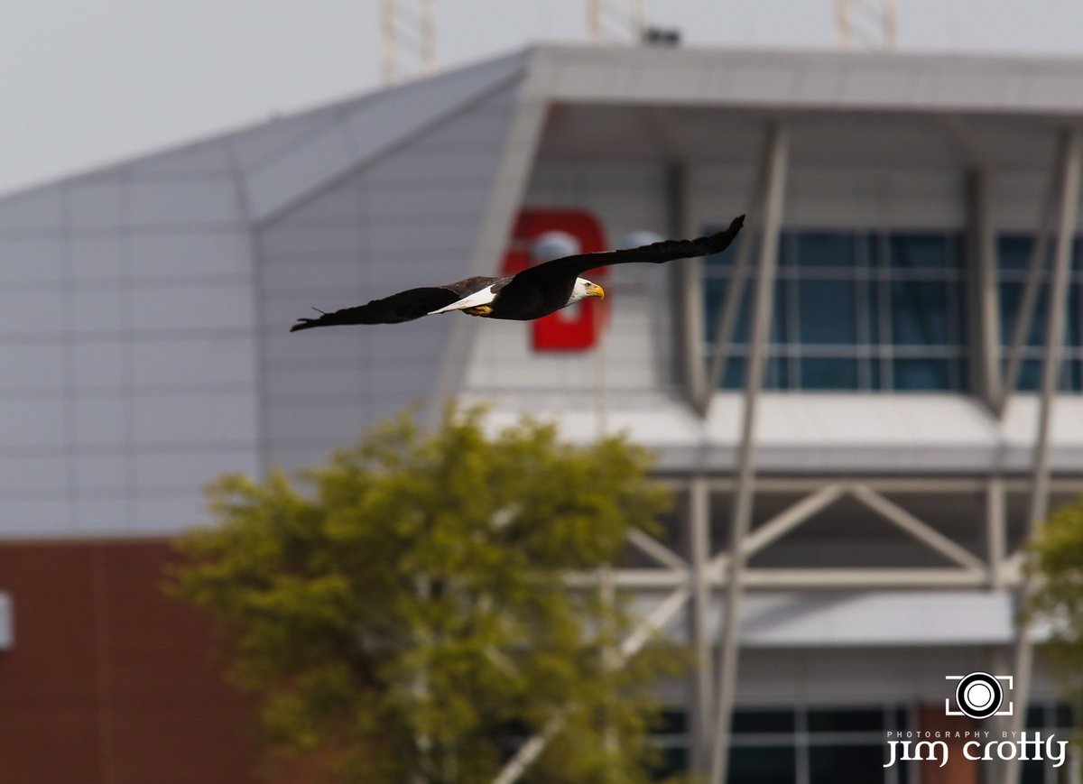 jimcrotty's tweet photo. The original Dayton Flyer. This morning, along the Great Miami River, across from UD Arena. #baldeagle #dayton #ohio #flight @univofdayton @daymag https://t.co/zED8jHp004