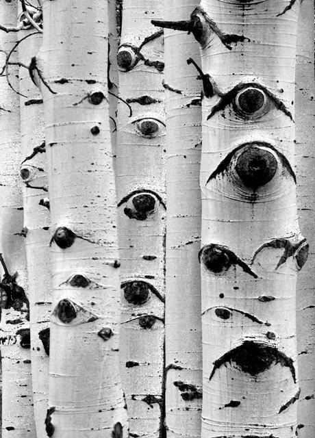 robert2015's tweet image. I bet the ancients had some interesting theories about these Aspen trees