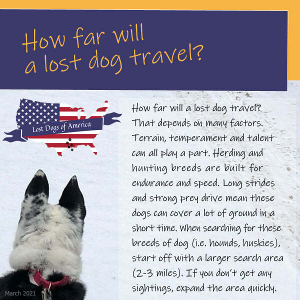 How Far Will A Lost Dog Travel